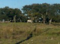 /album/oliveiras%20irm%c3%a3os/imag0636-1-jpg/